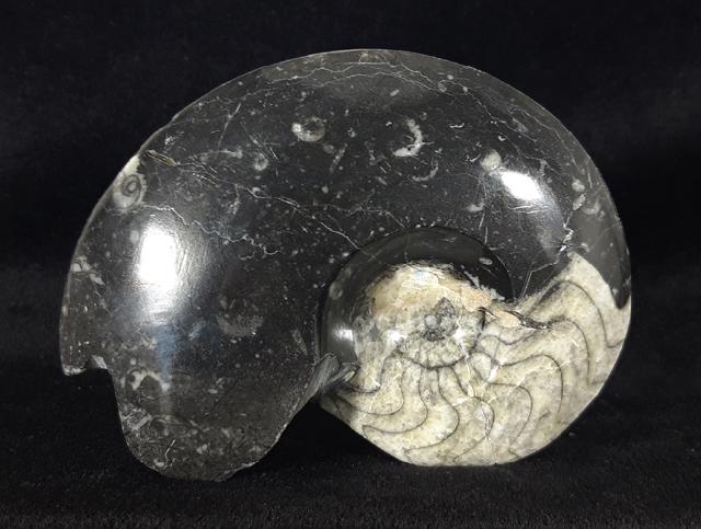 Manticoceras sp. HYATT 1884 - Bild &copy; FossNet FossilienStore